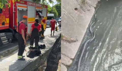 Corpo de Bombeiros é acionado para resgatar sucuri em igarapé na Avenida Silves