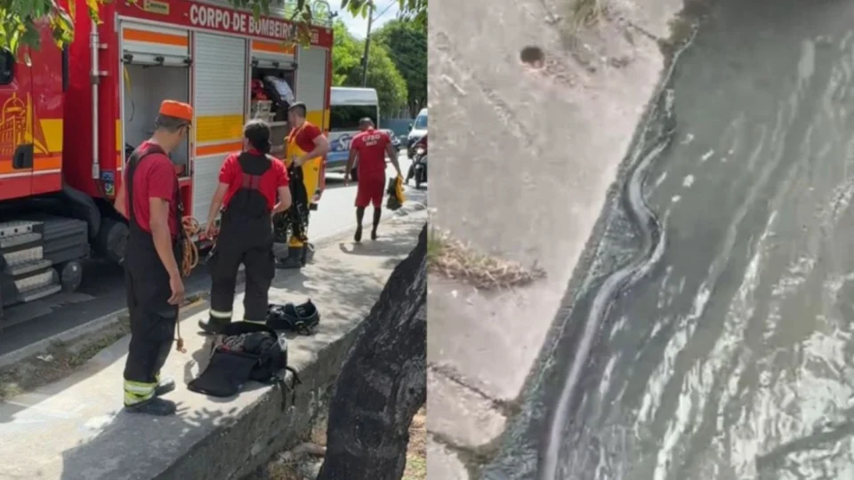 Corpo de Bombeiros é acionado para resgatar sucuri em igarapé na Avenida Silves