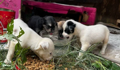 Terreno baldio vira ponto de abandono de animais no bairro Planalto