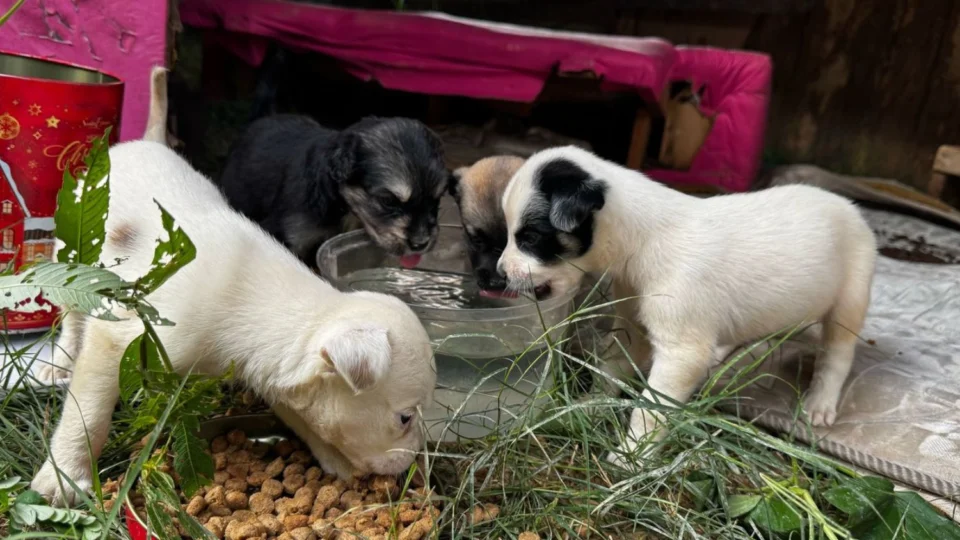 Terreno baldio vira ponto de abandono de animais no bairro Planalto
