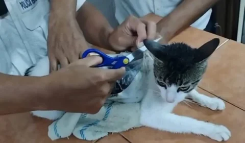 Narcogato: Felino é flagrado tentando levar drogas para presídio na Costa Rica