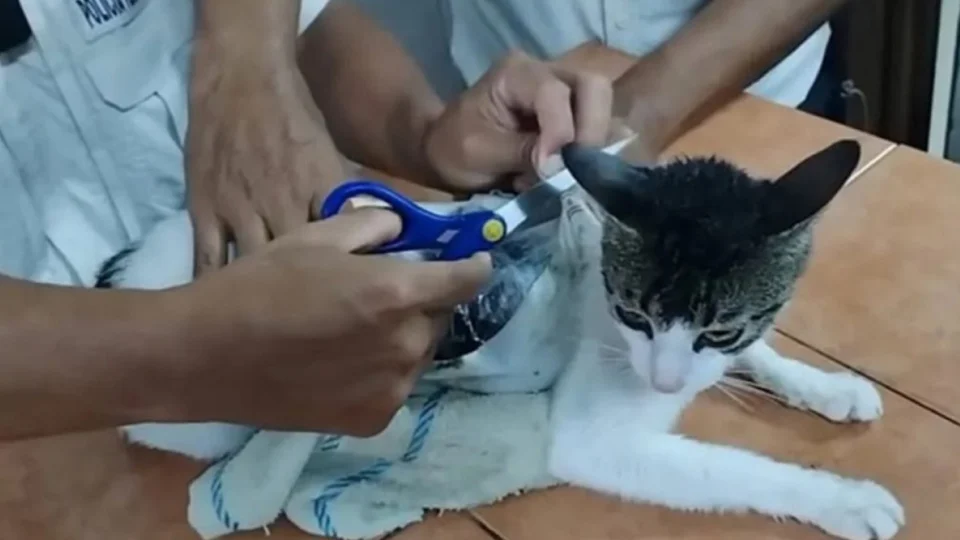Narcogato: Felino é flagrado tentando levar drogas para presídio na Costa Rica