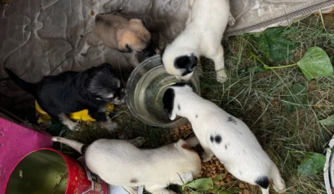 Final feliz para oito filhotes abandonados em terreno no Conjunto Augusto Montenegro