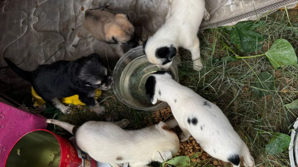 Final feliz para oito filhotes abandonados em terreno no Conjunto Augusto Montenegro