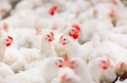 Argentina suspende importação de frango do Brasil após caso de gripe aviária no RS