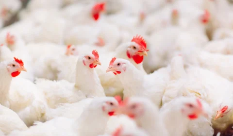 Argentina suspende importação de frango do Brasil após caso de gripe aviária no RS