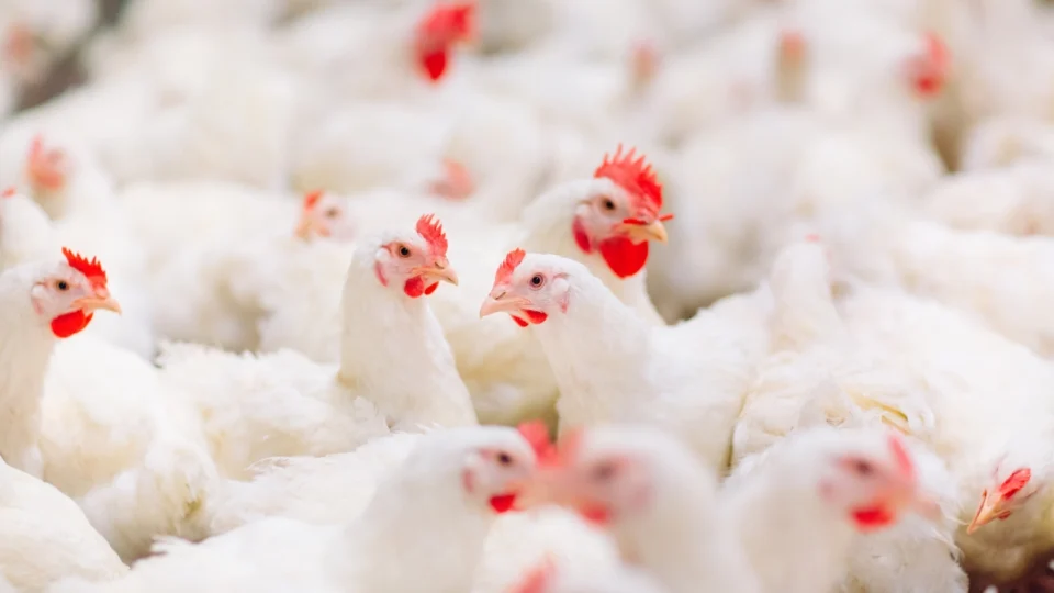 Argentina suspende importação de frango do Brasil após caso de gripe aviária no RS