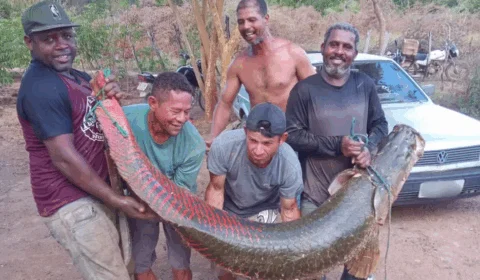 Pirarucu da região Amazônica é encontrado na Bahia e provoca riscos