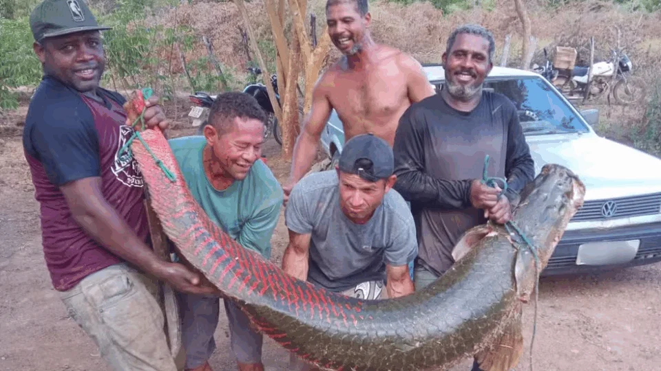 Pirarucu da região Amazônica é encontrado na Bahia e provoca riscos
