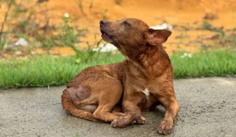 Cachorro é abandonado no Parque Mosaico e está oito dias chorando no meio da rua