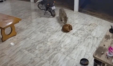 VEJA VÍDEO: onça invade casa e mata cachorro que dormia na frente de casa