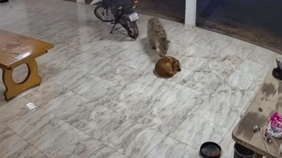 VEJA VÍDEO: onça invade casa e mata cachorro que dormia na frente de casa