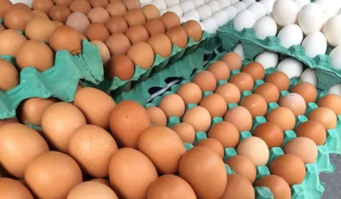 Ovos de granja com gripe aviária destruídos no RS, MG e PR: Medidas sanitárias intensificadas
