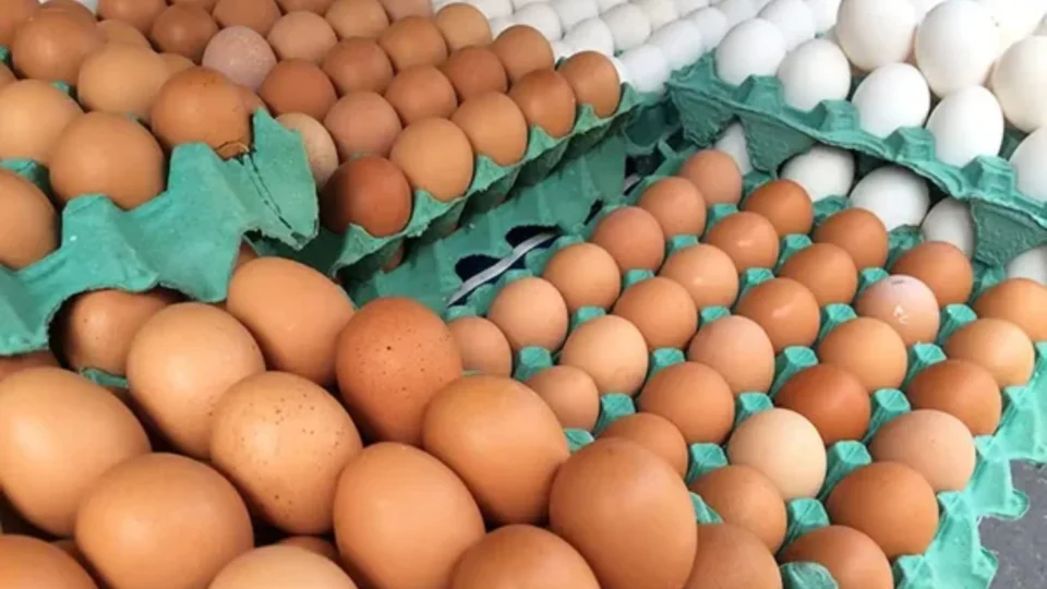 Ovos de granja com gripe aviária destruídos no RS, MG e PR: Medidas sanitárias intensificadas