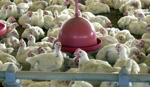 Albânia, Namíbia e Índia suspendem importação de frango do Brasil