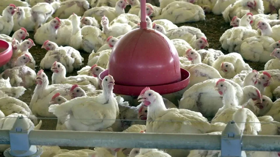 Albânia, Namíbia e Índia suspendem importação de frango do Brasil