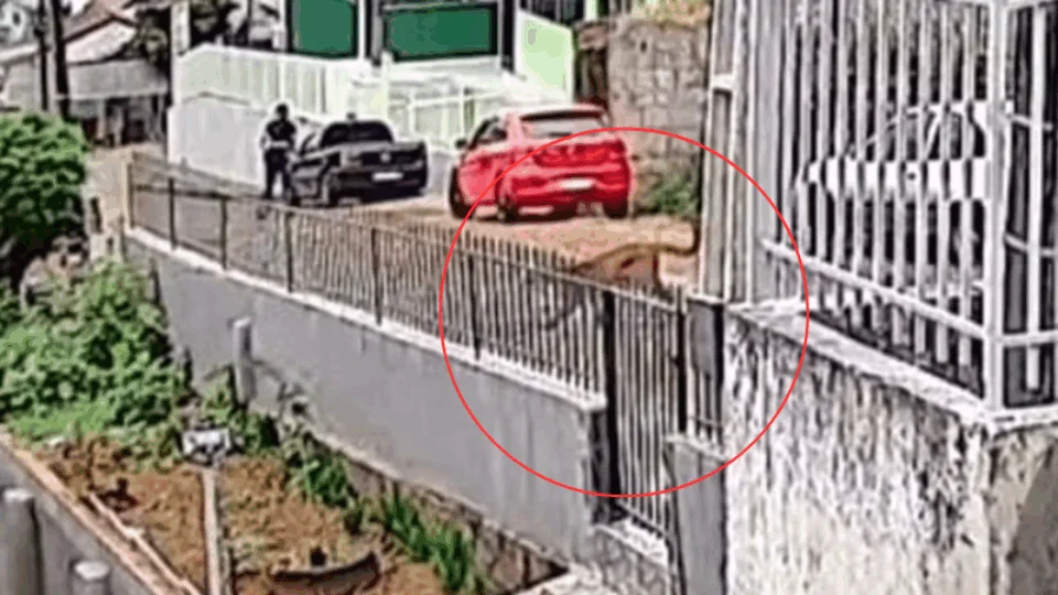 VEJA VÍDEO: morador se assusta ao encontrar onça caminhando em rua