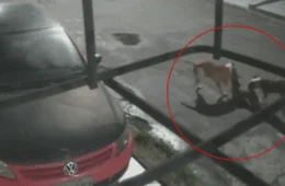 VEJA VÍDEO: câmeras flagram ataque brutal de pitbulls a cadela no bairro Cidade Nova, em Manaus
