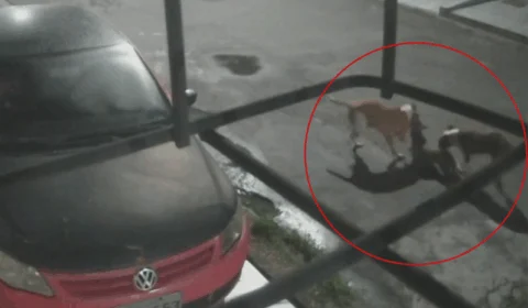 VEJA VÍDEO: câmeras flagram ataque brutal de pitbulls a cadela no bairro Cidade Nova, em Manaus