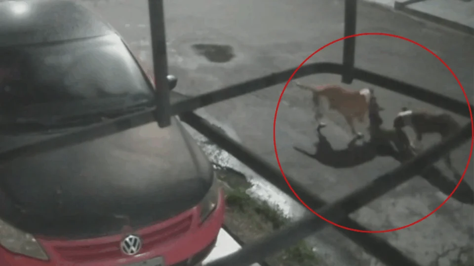 VEJA VÍDEO: câmeras flagram ataque brutal de pitbulls a cadela no bairro Cidade Nova, em Manaus