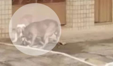VEJA VÍDEO: cães da raça pitbull escapam de residência e matam cachorro no meio da rua
