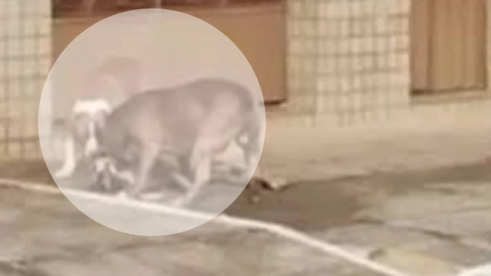 VEJA VÍDEO: cães da raça pitbull escapam de residência e matam cachorro no meio da rua