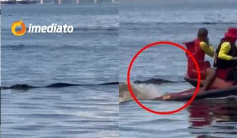 Jacaré é avistado na praia da Ponta Negra e assusta banhistas em Manaus