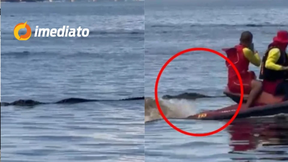 Jacaré é avistado na praia da Ponta Negra e assusta banhistas em Manaus