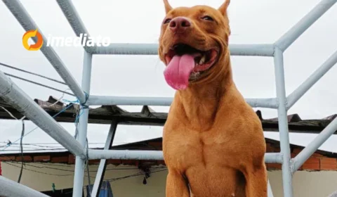 Cadela desaparece no bairro Novo Aleixo e família busca ajuda para encontrá-la