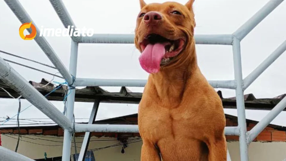 Cadela desaparece no bairro Novo Aleixo e família busca ajuda para encontrá-la