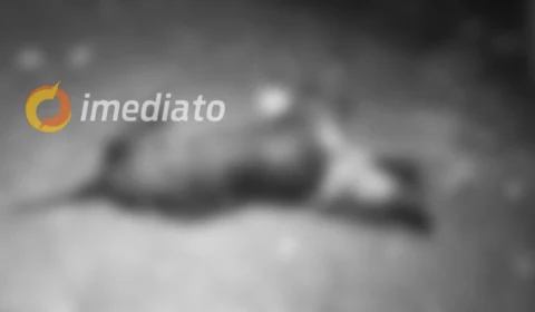 Homem agride e mata cachorro do vizinho a terçadadas no bairro Cidade Nova