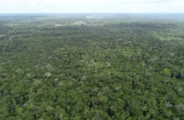Amazonas registra queda no desmatamento e nos focos de calor em maio, aponta Ipaam