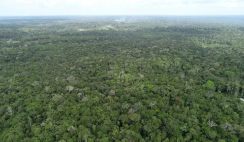 Amazonas registra queda no desmatamento e nos focos de calor em maio, aponta Ipaam