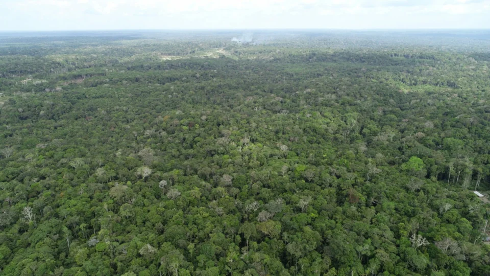 Amazonas registra queda no desmatamento e nos focos de calor em maio, aponta Ipaam