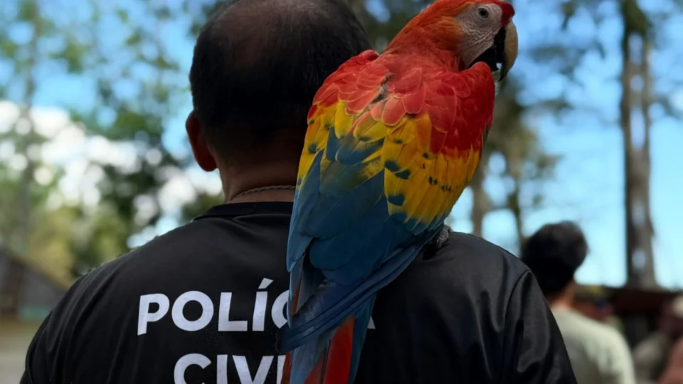 Suspeito de duplo homicídio por ciúmes é preso após executar ex-companheira e namorado na frente da filha, em Manaus