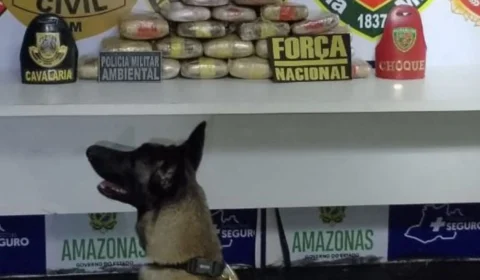 Cão farejador da PMAM ajuda na apreensão de 26 kg de drogas em embarcação no interior do Amazonas