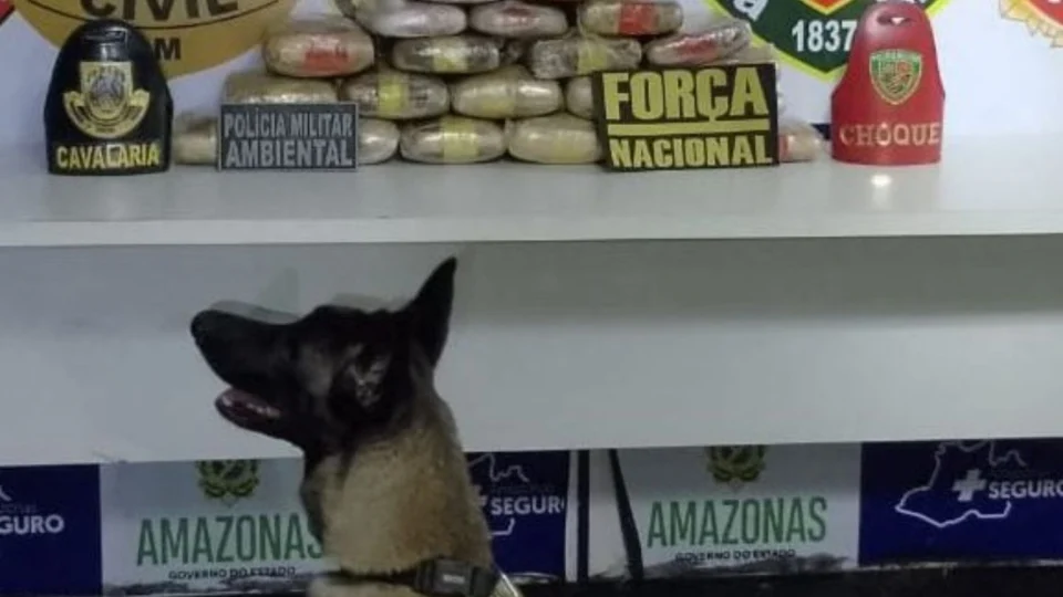 Cão farejador da PMAM ajuda na apreensão de 26 kg de drogas em embarcação no interior do Amazonas