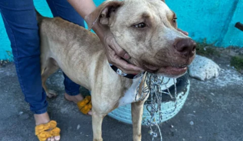 Cachorro é abandonado em frente de escola no bairro Zumbi