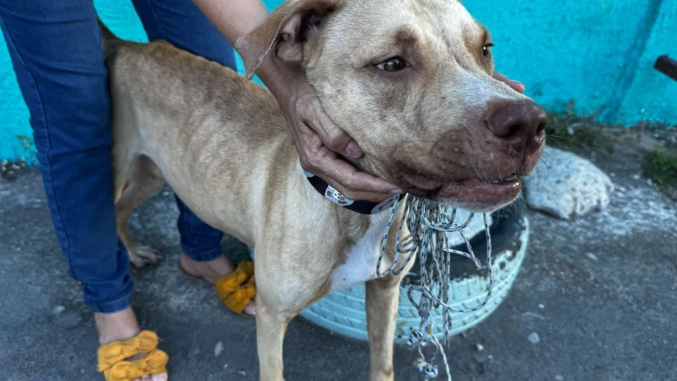 Cachorro é abandonado em frente de escola no bairro Zumbi