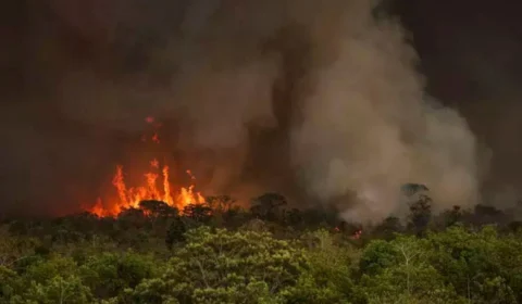 Desmatamento na Amazônia dispara 91% em maio e acende alerta antes da COP30