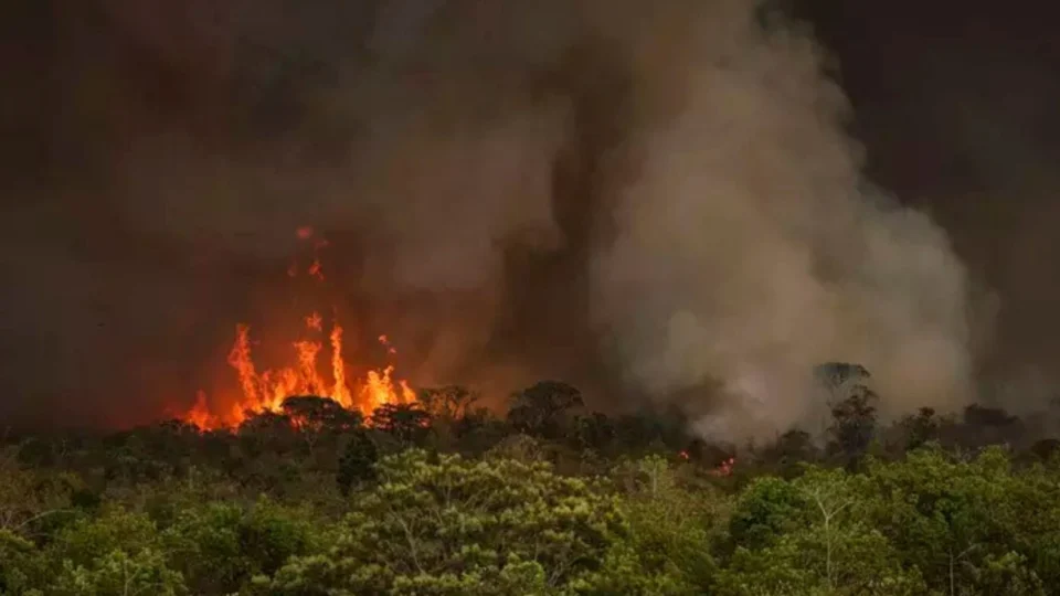 Desmatamento na Amazônia dispara 91% em maio e acende alerta antes da COP30
