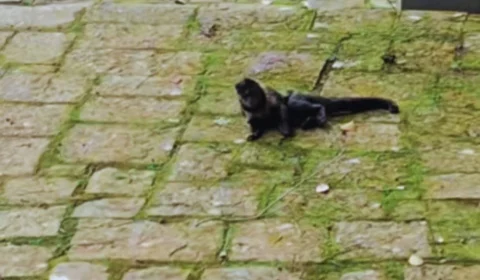 Macaco é flagrado embriagado após beber cachaça de oferenda e viraliza nas redes sociais