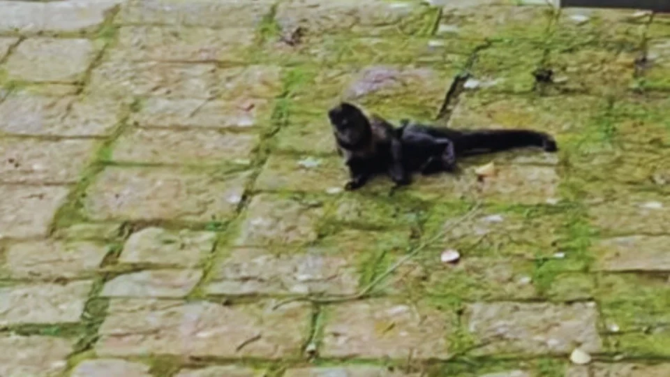 Macaco é flagrado embriagado após beber cachaça de oferenda e viraliza nas redes sociais