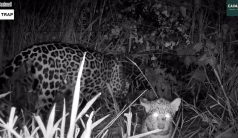 Vídeo: Onça-pintada resgatada das queimadas no Pantanal dá à luz filhote