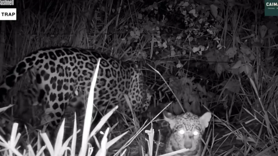 Vídeo: Onça-pintada resgatada das queimadas no Pantanal dá à luz filhote