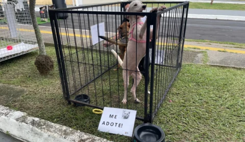 Feira de Adoção em Manaus incentiva amor e responsabilidade com o lema “Não compre, adote”