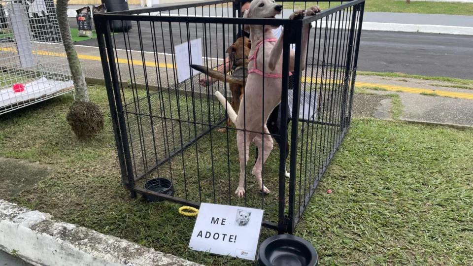 Feira de Adoção em Manaus incentiva amor e responsabilidade com o lema “Não compre, adote”