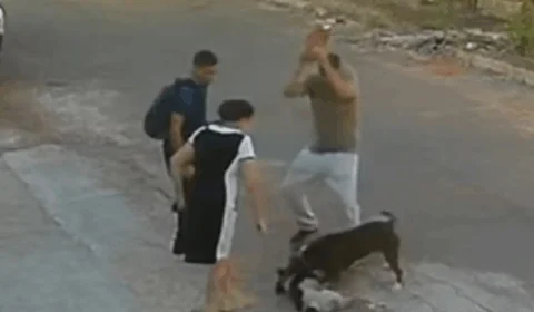 VEJA VÍDEO: pitbull agarra pescoço de outro cão e é golpeado na cabeça com pedra