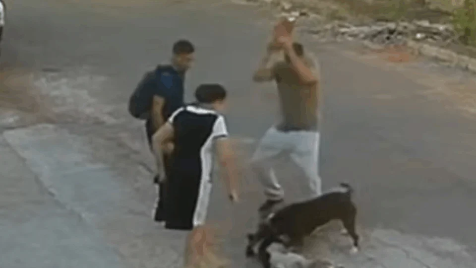 VEJA VÍDEO: pitbull agarra pescoço de outro cão e é golpeado na cabeça com pedra