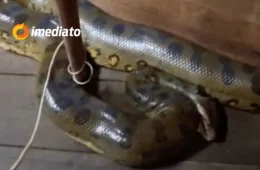 VEJA VÍDEO: sucuri de quase 4 metros invade casa flutuante e assusta moradores no Amazonas
